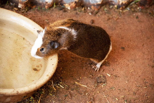 the guinea pig is drinking from a water bowl