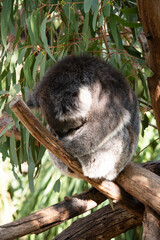 the koala is sleeping on a branch © susan flashman