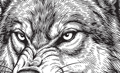 Fototapeta premium eye of a wolf black and white sketch