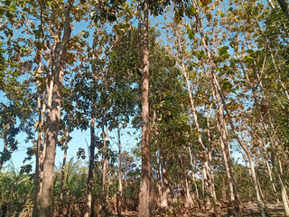 Fototapeta premium Trees in the forest during the dry season 
