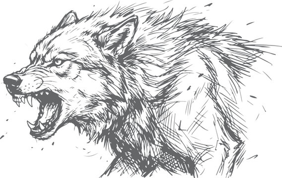 Snarling Wolf Sketch Drawing - Aggressive Wild Animal Portrait Ink Illustration On transparent background