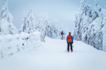 Obraz premium Skiers between the snow covered pine trees
