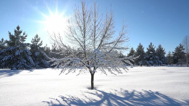 Sunny winter landscape with snow-covered tree and evergreen forest