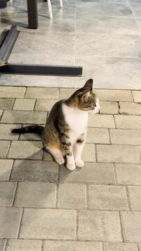 The cat is sitting on the floor