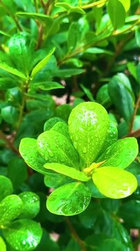 Fresh Green Leaves with Morning Dew Drops in the Garden