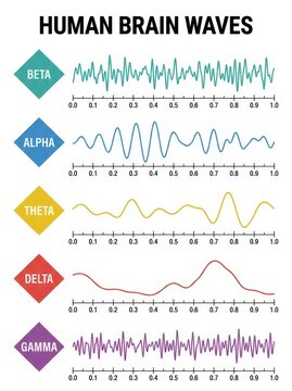 Human Brain Waves Infographic Showing Beta Alpha Theta Delta and Gamma Frequencies for Science and Education