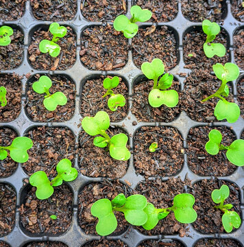Macro shot of heart-shaped green cotyledon leaves of young vegetable seedlings growing in soil cells inside a seed starting tray.