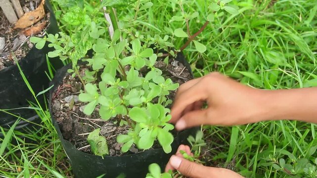 Portulaca Oleracea or Purslane or Pigweed Purslane, The process of harvesting purslane plants grown in black polybags