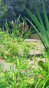 Cute little ducklings hiding in the green riverside grass