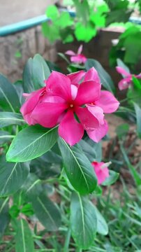 Vibrant Pink Periwinkle Flowers Blooming in a Garden
