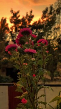 Beautiful vibrant pink aster flowers blooming against a golden sunset