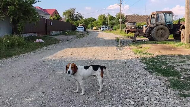 Beagle dog standing on gravel road in rural village, surrounded by old tractor and houses under bright daylight. Podcast cover for agricultural life and countryside tranquility
