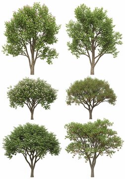 Verdant Canopies: A Midday Arboretum Study
