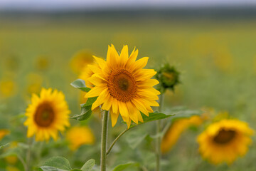 Fototapeta premium Vibrant sunflowers dance in the warm breeze under a vast blue sky in a golden field during the sunny afternoon