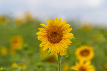 Fototapeta premium Beauty of a radiant sunflower amidst a vibrant field on a sunny day capturing nature's charm and serenity in its golden hue