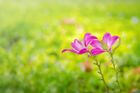 Pink rain lily flowers blooming in a lush green grass garden with soft focus background