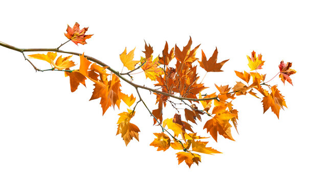 Autumn maple branch with colorful orange leaves isolated on transparent background