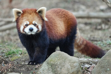 Fototapeta premium red panda