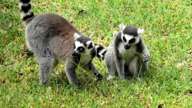 Two lemurs roaming at the zoo