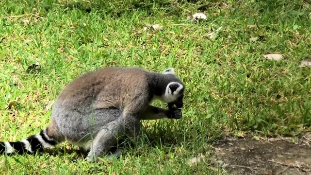 Two lemurs roaming at the zoo