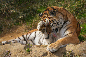 Obraz premium Amur tiger