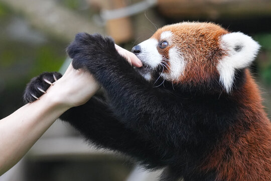 red panda sharp claw