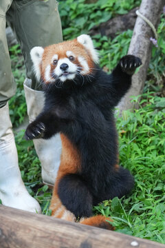 red panda standing