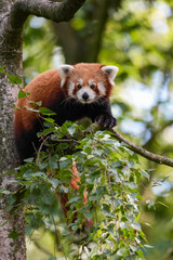 Fototapeta premium red panda relaxing on the tree