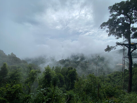 Mist rolling over pine trees on a humid tropical hillside
