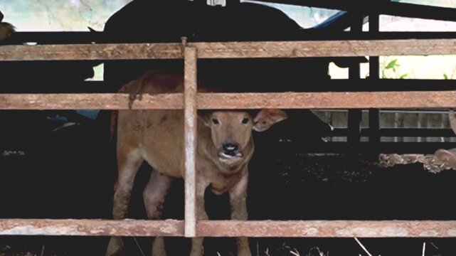 THAILAND - SEPTEMBER 12, 2026: Countryside livestock farming featuring domestic Asian water buffaloes, wild boars in enclosures, and chickens behind wire mesh fencing.