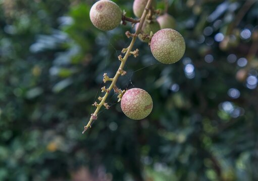 Young Longan Fruits Growing in a Cluster on a Tropical Tree