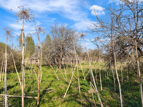 Dry stalks of invasive giant hogweed in an abandoned rural garden in spring