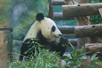 giant panda gripping a fresh bamboo stalk with its sharp claws, biting into it with focused determination against a lush green rock backdrop.  © m.zh