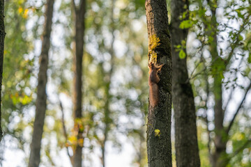 Fototapeta premium Squirrel climbing a tall tree in a sunlit forest during a peaceful afternoon