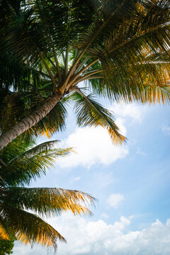 Low angle view of lush tropical coconut palm tree against blue sky with soft clouds