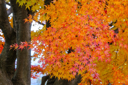 兼六園の秋 密集する色鮮やかなもみじ（Dense colorful autumn maple leaves in Kenrokuen, Kanazawa, Japan）