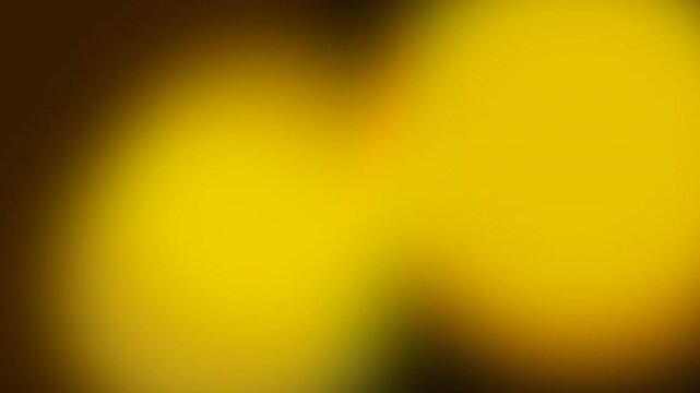An interactive, luxury-themed animated mesh gradient background featuring a deep dark gold background base with vibrant, flowing liquid gold orbs in smooth motion.