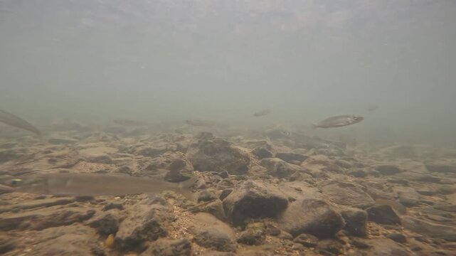 琵琶湖水系のコアユの水中映像