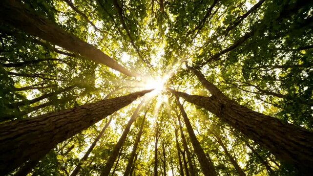 Low angle view looking up at canopy of tall green forest trees with bright golden sunlight rays filtering through thick foliage in summer season outdoor nature.