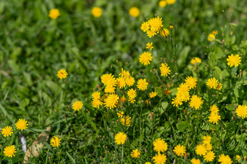Fototapeta premium Bright yellow flowers bloom abundantly in a sunny meadow dancing with the light breeze of a warm spring day
