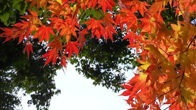風に揺れる紅葉を撮影した4Kスローモーション動画	
