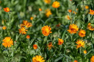 Fototapeta premium Bright orange blossoms dance in the sunlit meadow creating a vibrant tapestry of calendula officinalis