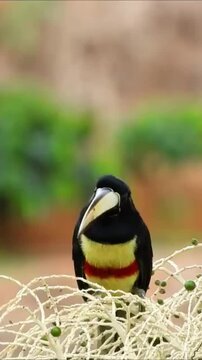 Collared Aracari bird perched on palm fruit branches