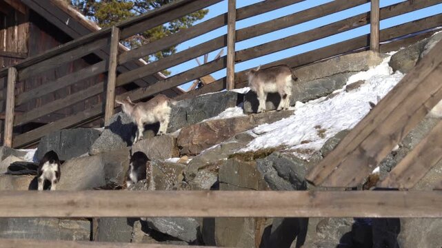 Group of cute young domestic goats playing and climbing on rocky hill during sunny winter day.