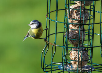 Blue tit clinging to a bird fat ball feeder. The Eurasian blue tit (Cyanistes caeruleus) is a small passerine bird in the tit family, Paridae. © yujie