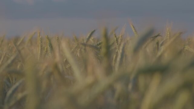 A wheat field in the rays of the setting sun, illuminating the golden ears, Harvest season. agricultural field landscape in slow motion. ProRes 422 10 bit C-LOG video..