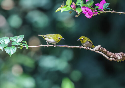 The warbling white-eye (Zosterops japonicus) is a small passerine bird in the white-eye family.