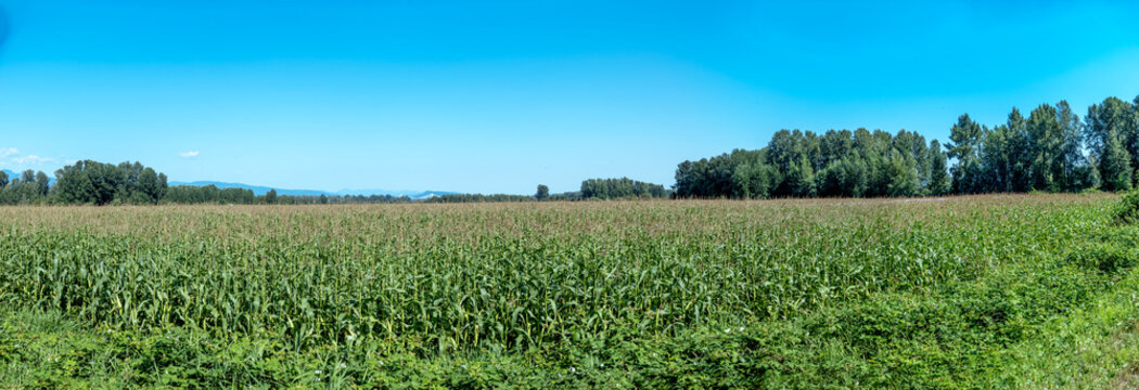 Expansive panorama of a lush green cornfield under a clear blue sky, Dyke Rd, Surrey, BC  V4N 4R 1, Canada 