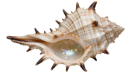 Spiky seashell with iridescent pearl inside, isolated on transparent background © Sorin
