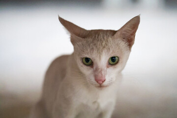 Cat with striking green eyes staring intently in a softly lit indoor setting © Aerials Wind